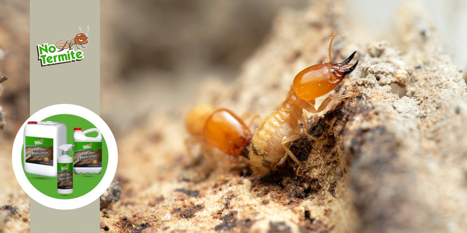 How to permanently destroy the termite