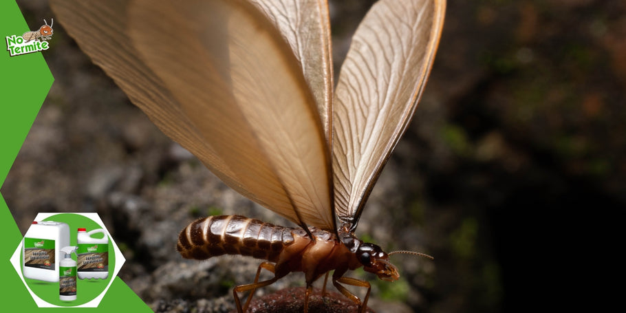 The different types of termites and how to fight them