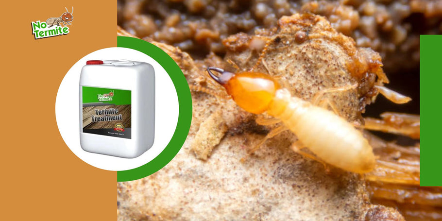 What are the pitfalls to avoid when fighting termites?