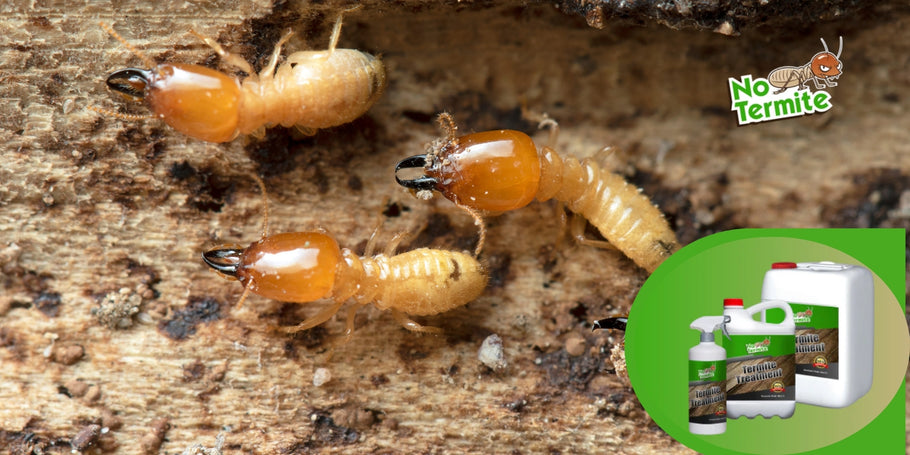 How do termite treatments work?