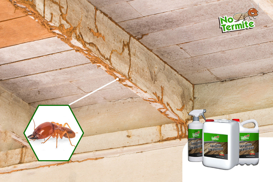Ready to defend? demystifying termite control strategies