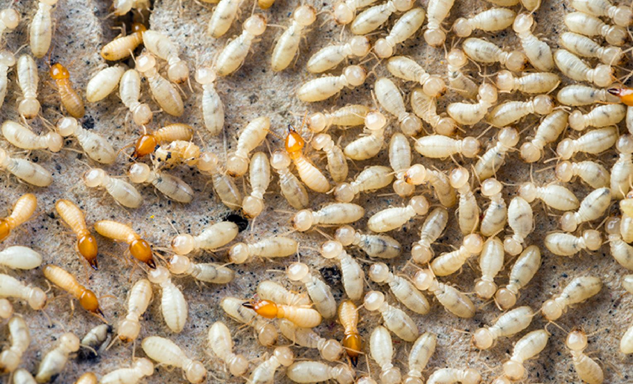 How to eliminate termites?