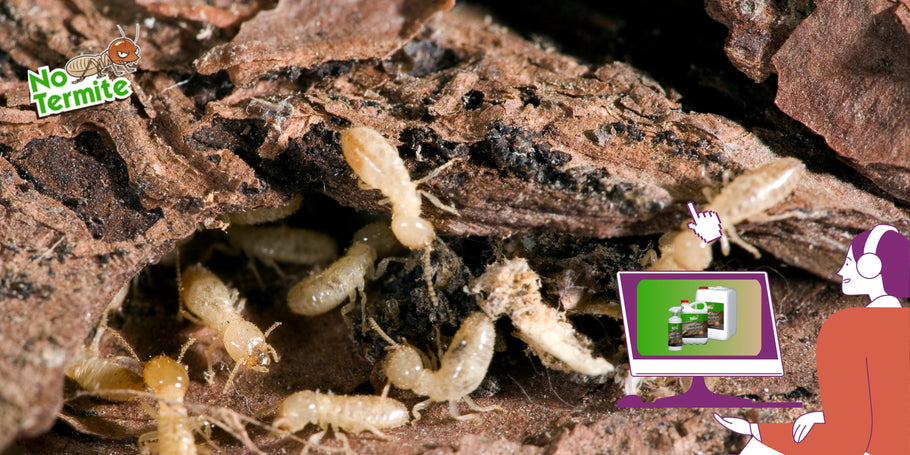 How to Eliminate Termites in All Areas of Your Property