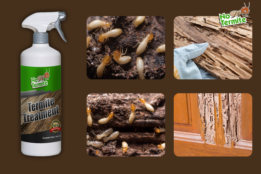 Discover the secrets of anti-termite success